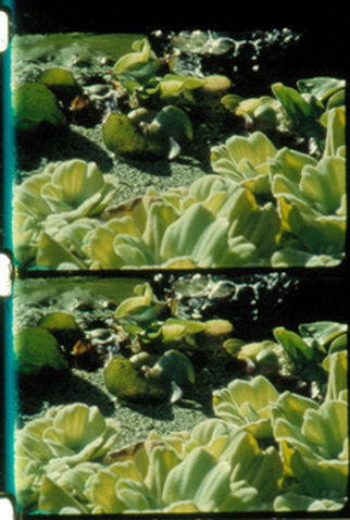 Poster 1 de Curta Bouquets 11-20 (2009)