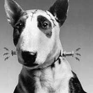 Foto de perfil de Thainã Albuquerque