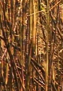 Histórias de um Brasil Alfabetizado (Histórias de um Brasil Alfabetizado)