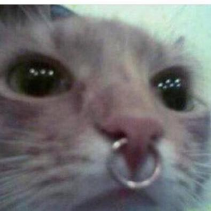 Foto de perfil de XL