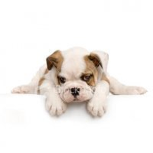 Foto de perfil de Joel Marques