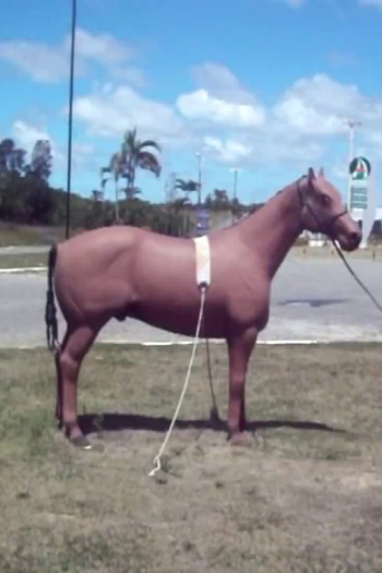 Poster de Curta Clop (2017)