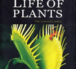 A Vida Privada Das Plantas