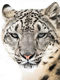 Leopardo das Neves