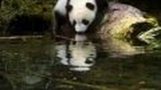Trailer: The Amazing Panda Adventure Trailer
