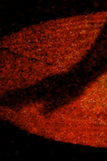 Materia Obscura (Materia Obscura)