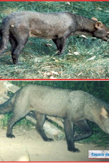 Mundo Selvagem (MUNDO SELVAGEM)