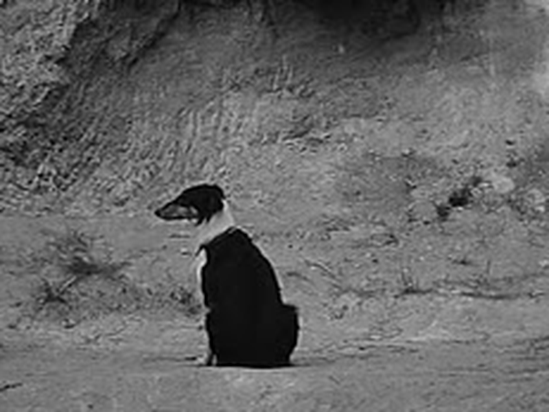 Foto 4 de Viva a República