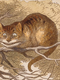 chat cat
