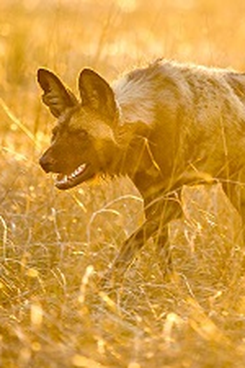 Poster de Episódio Living with Predators (Conservation) (2015)