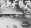 Arichan the Ant