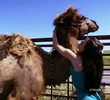 Camel in Tow
