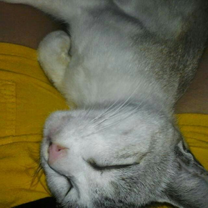 Foto de perfil de crocodilo