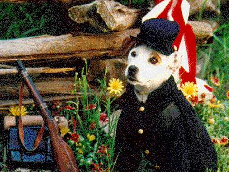 Foto 2 de As Aventuras de Wishbone