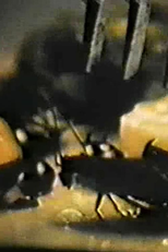 Judgement Day (Judgement Day)