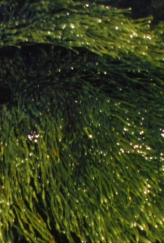 Poster 1 de Curta Playing With Water II + III (1997)