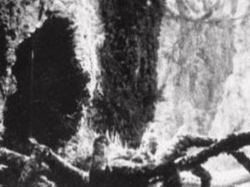 Foto 1 de The Lost Spider Pit Sequence