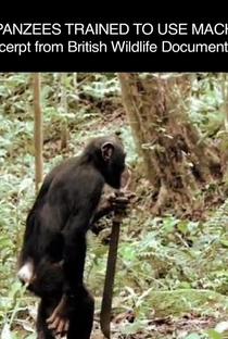 Planeta dos Macacos - A Origem - Chimpanzees Trained To Use Machetes - Poster / Capa / Cartaz - Oficial 1