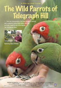 Os Papagaios Selvagens de Telegraph Hill (The Wild Parrots of Telegraph Hill)