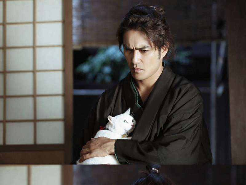 Foto 2 de samurai cat