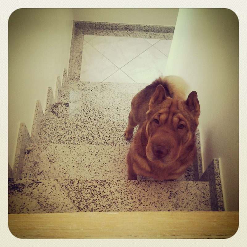 Viviane - Foto 1