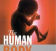 The Human Body