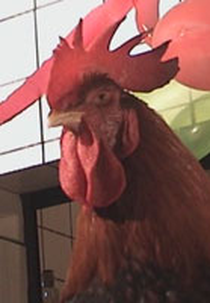 Sweet Karolynne (Sweet Karolynne)