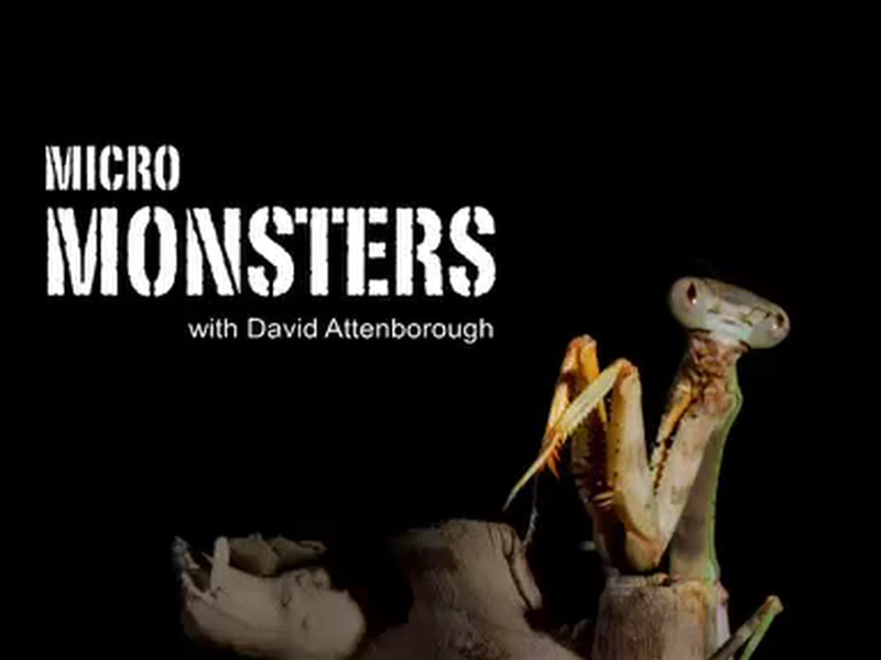 Foto 3 de O Micromundo dos Artrópodes