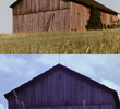 Barn Rushes