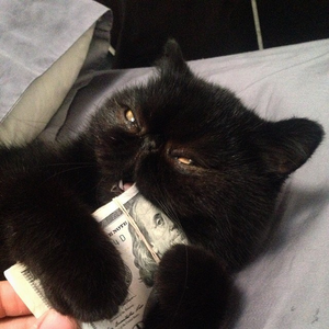 Foto de perfil de vinicius ms