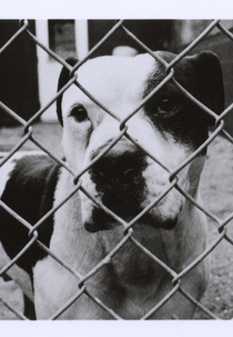 A Little Vicious (A Little Vicious)