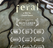 Feral