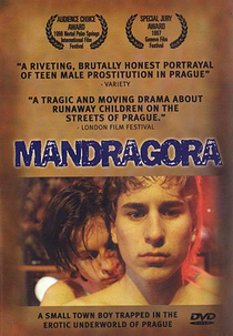 Mandrágora (Mandragora)