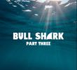 Bull Shark 3