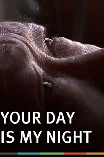 Poster de Filme Your Day is My Night (2013)