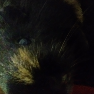 Foto de perfil de gislainevarela