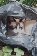 A Vida Selvagem do Animal Doméstico (A Vida Selvagem do Animal Doméstico)