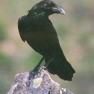 Foto de perfil de Valter Junior