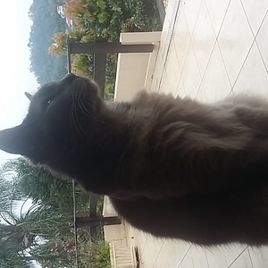 Foto de perfil de Lucas