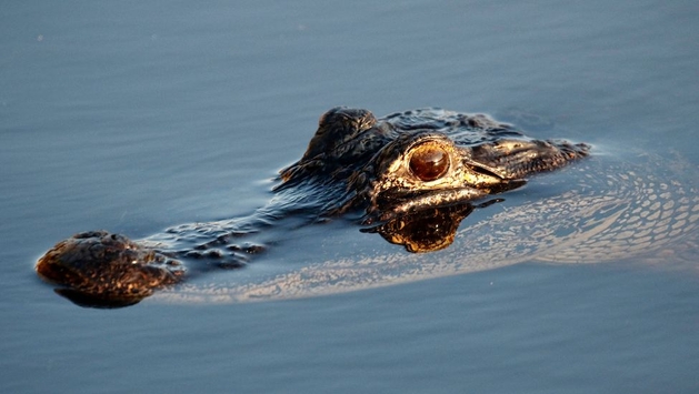 Tennessee police say they were joking about ‘meth-gators’