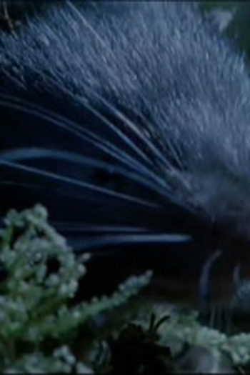 Poster de Episódio Plant Predators (2002)