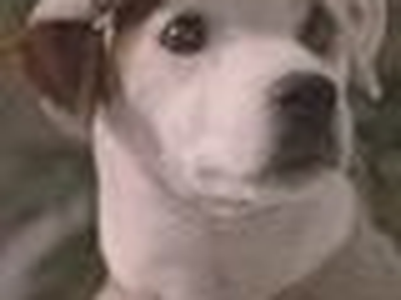 Foto 4 de A Dogged Expose by Wishbone