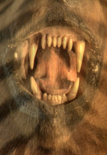 The Many Colors of the Sky Radiate Forgetfulness (The Many Colors of the Sky Radiate Forgetfulness)