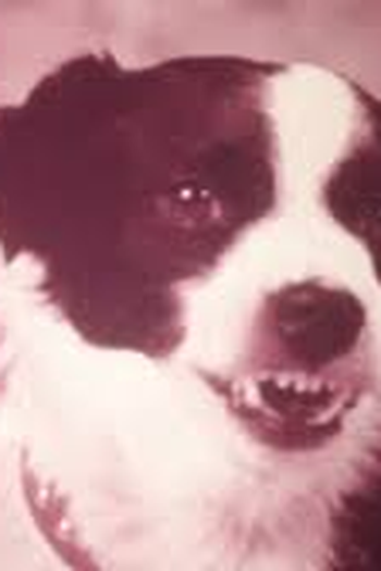  de Curta Les... borgnes sont rois (1974)