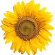 simplesneide
