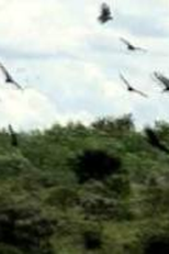 Bicho Preto Nasce Branco  (Bicho Preto Nasce Branco )