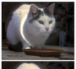 Kitty