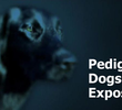 Segredos do Pedigree