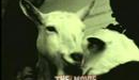 Animal Liberation Front dvd trailer
