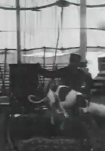 Leaping Dogs at Gentry's Circus (Leaping Dogs at Gentry's Circus)